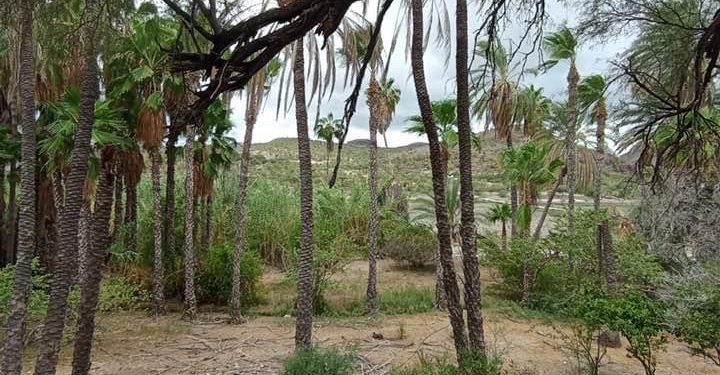 SESIONA EN BCS, MECANISMO ESTATAL DE COORDINACIÓN EN MATERIA DE BÚSQUEDA