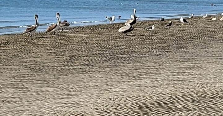 ABCdario Por Víctor Octavio García