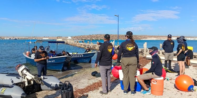 ACADÉMICOS DE LA UABCS PARTICIPAN EN CAPACITACIÓN Y ENTRENAMIENTO PARA EL DESENMALLE DE GRANDES BALLENAS