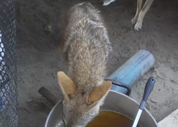 ABCdario Por Víctor Octavio García