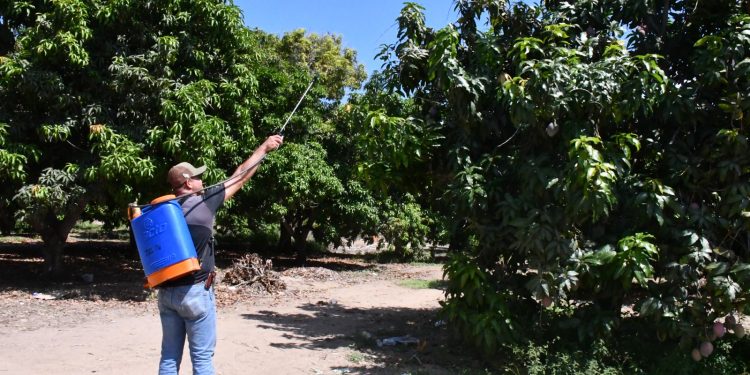 PLANEA SEPADA LLEVAR A CABO EXPOSICIÓN DE CAMPAÑA CONTRA MOSCA DE LA FRUTA