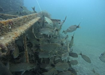 IMPARTE SEDIF 4° DIPLOMADO “DEMOCRACIA FAMILIAR Y COMUNITARIA”