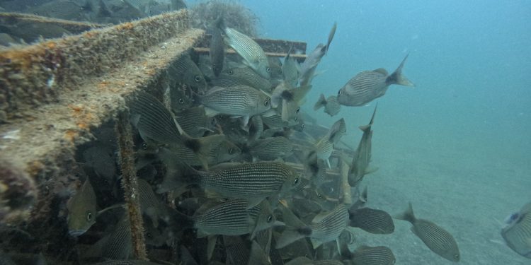 IMPARTE SEDIF 4° DIPLOMADO “DEMOCRACIA FAMILIAR Y COMUNITARIA”