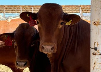 ACUERDA SEPADA FORMACIÓN DE NUEVA ASOCIACIÓN GANADERA EN MULEGÉ