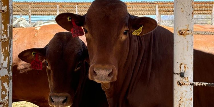 ACUERDA SEPADA FORMACIÓN DE NUEVA ASOCIACIÓN GANADERA EN MULEGÉ