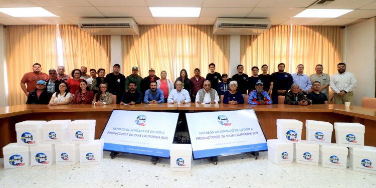 UABCS ENTREGA UN MILLÓN DE SEMILLAS DE OSTIÓN A PRODUCTORES DE COMONDÚ COMO PARTE DE PROYECTO ACUÍCOLA