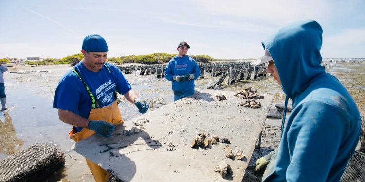 BRINDAN ATENCIÓN A MÁS DE 8 MIL JÓVENES EN BCS A TRES AÑOS DE GOBIERNO