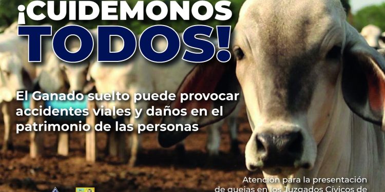 IMPLEMENTARÁ AYUNTAMIENTO DE LOS CABOS ACCIONES POR GANADO SUELTO