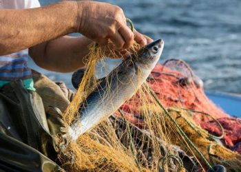 IMPLEMENTARÁ AYUNTAMIENTO DE LOS CABOS PLAN INTEGRAL EN APOYO AL SECTOR PESQUERO