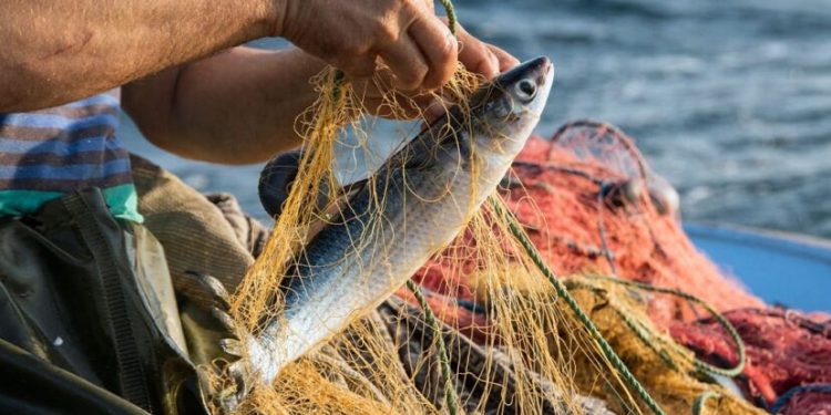 IMPLEMENTARÁ AYUNTAMIENTO DE LOS CABOS PLAN INTEGRAL EN APOYO AL SECTOR PESQUERO