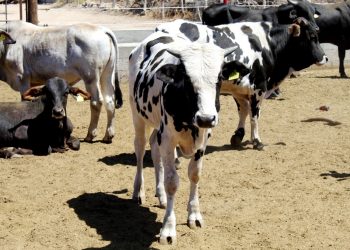 CLAUSURAN CURSO “INTRODUCCIÓN A LA LENGUA DE SEÑAS MEXICANA” EN CABO SAN LUCAS