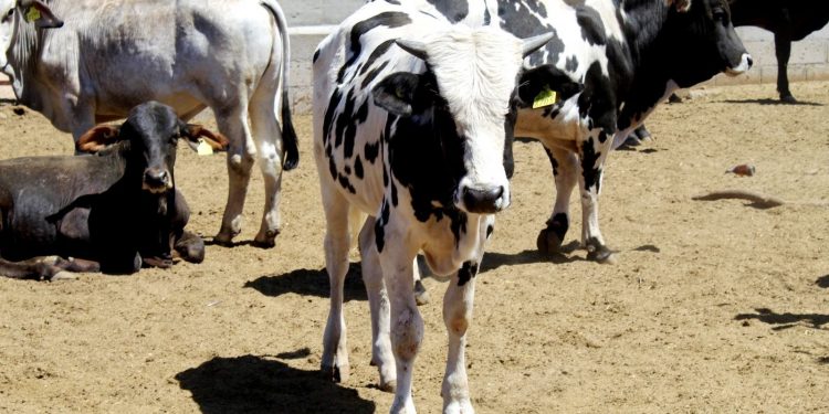 CLAUSURAN CURSO “INTRODUCCIÓN A LA LENGUA DE SEÑAS MEXICANA” EN CABO SAN LUCAS