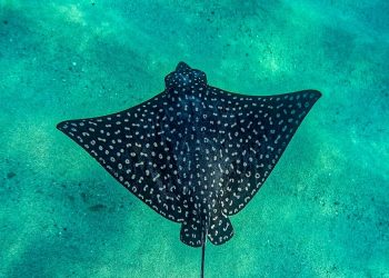 TRAS REPORTES REALIZA SERVICIOS PÚBLICOS REPARACIÓN DE ALUMBRADO PÚBLICO EN COLONIAS DE LOS CABOS