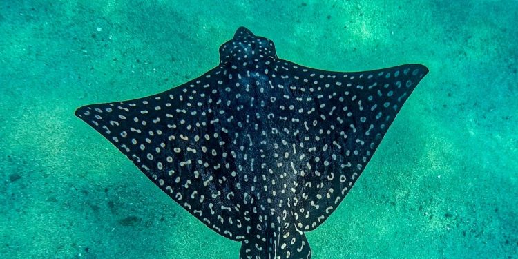 TRAS REPORTES REALIZA SERVICIOS PÚBLICOS REPARACIÓN DE ALUMBRADO PÚBLICO EN COLONIAS DE LOS CABOS