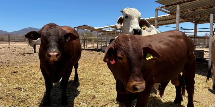 GOBIERNO DE BCS DA INICIO AL PROGRAMA ESPECIAL DE BACHEO EN LA CIUDAD DE LA PAZ
