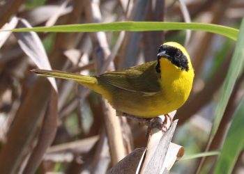 INVESTIGACIÓN SOBRE LA MASCARITA PENINSULAR: UN PASO IMPORTANTE PARA LA CONSERVACIÓN DE ESTA ESPECIE EN BAJA CALIFORNIA SUR