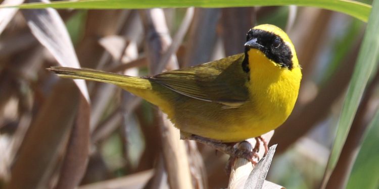 INVESTIGACIÓN SOBRE LA MASCARITA PENINSULAR: UN PASO IMPORTANTE PARA LA CONSERVACIÓN DE ESTA ESPECIE EN BAJA CALIFORNIA SUR