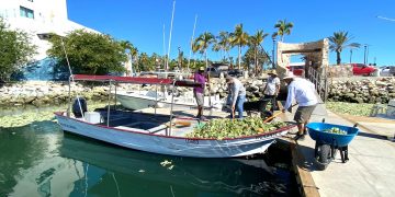 COLABORA FONMAR EN TRABAJOS DE RETIRO DE LIRIO ACUÁTICO EN SAN JOSÉ DEL CABO