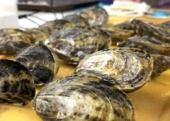 ASIGNA SEP MÁS DE 400 PLAZAS DEFINITIVAS Y TEMPORALES A DOCENTES DE NIVEL BÁSICO