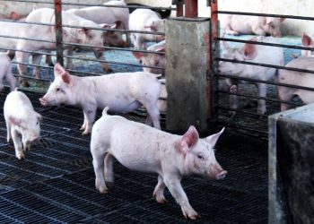 BCS, LIBRE DE ENFERMEDADES EN BOVINOS, OVINOS, CAPRINOS, PORCINOS, Y AVES