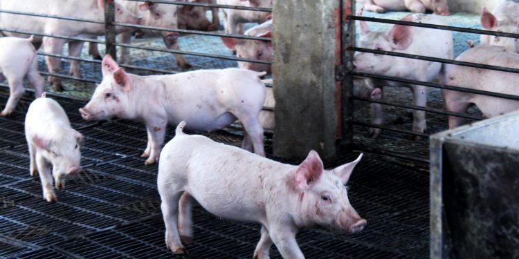 BCS, LIBRE DE ENFERMEDADES EN BOVINOS, OVINOS, CAPRINOS, PORCINOS, Y AVES