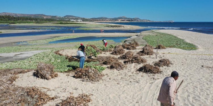 IMPLEMENTA AYUNTAMIENTO DE LOS CABOS PLAN DE CONTINGENCIA PARA LIMPIEZA ESTERO SAN JOSÉ DEL CABO