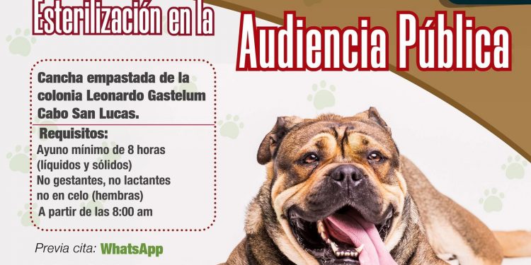 410 ESTERILIZACIONES Y 279 VACUNAS ANTIRRÁBICA EFECTUÓ LA DIRECCIÓN DE SALUD EN NOVIEMBRE