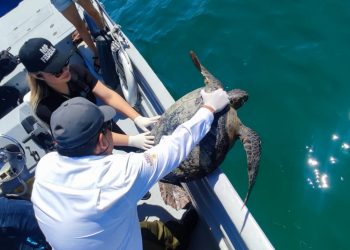 OBTIENE FGR VINCULACIÓN A PROCESO CONTRA DOS PERSONAS EN BCS POR CAPTURAR A UNA ESPECIE PROTEGIDA