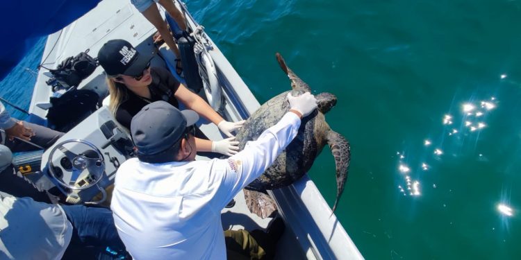 OBTIENE FGR VINCULACIÓN A PROCESO CONTRA DOS PERSONAS EN BCS POR CAPTURAR A UNA ESPECIE PROTEGIDA
