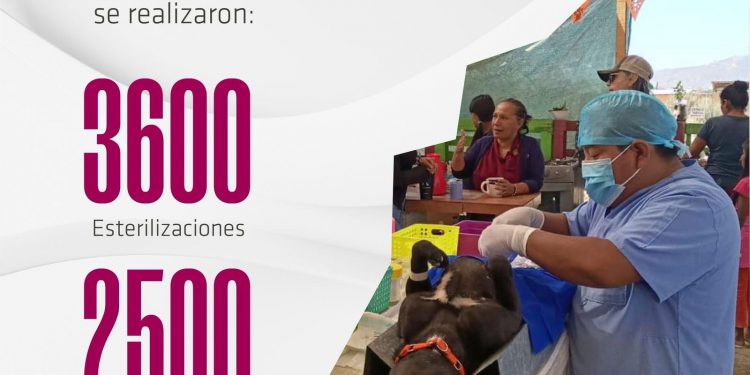 EN 2024 LA DIRECCIÓN DE SALUD REALIZÓ 3 MIL 600 ESTERILIZACIONES Y APLICÓ 2 MIL 500 VACUNAS ANTIRRABICAS EN LOS CABOS