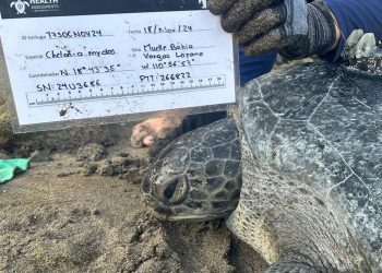 INSTALACIÓN DE TRANSMISORES PARA TORTUGAS MARINAS ANIDADORAS EN EL PARQUE NACIONAL REVILLAGIGEDO