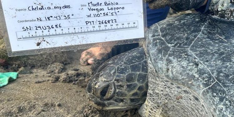 INSTALACIÓN DE TRANSMISORES PARA TORTUGAS MARINAS ANIDADORAS EN EL PARQUE NACIONAL REVILLAGIGEDO