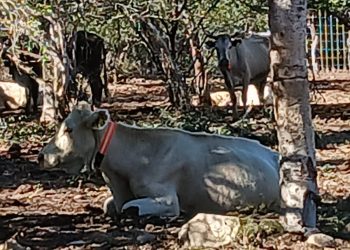 DISMINUYEN ACCIDENTES VIALES EN CARRETERA TRANSPENINSULAR GRACIAS A INICIATIVA DE COLLARES FLUORESCENTES PARA GANADO