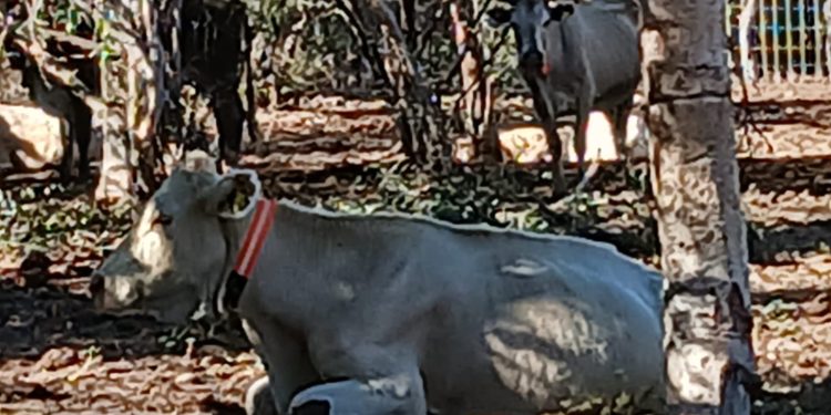 DISMINUYEN ACCIDENTES VIALES EN CARRETERA TRANSPENINSULAR GRACIAS A INICIATIVA DE COLLARES FLUORESCENTES PARA GANADO