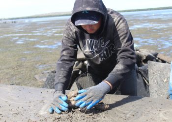 EXISTEN 135 UNIDADES DE PRODUCCIÓN ACUÍCOLA EN BAJA CALIFORNIA SUR