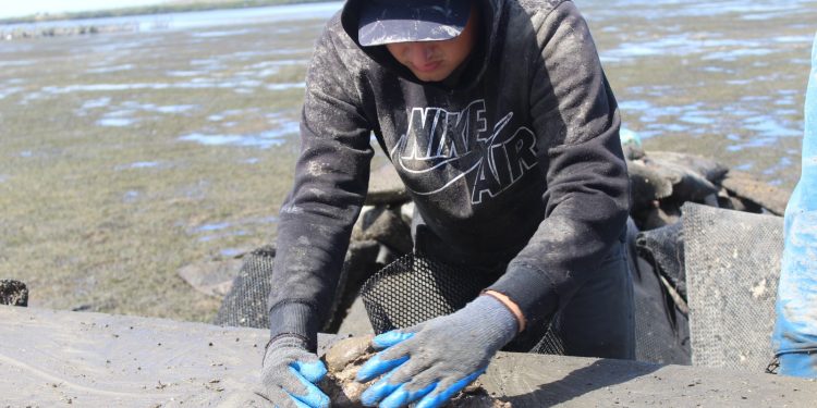 EXISTEN 135 UNIDADES DE PRODUCCIÓN ACUÍCOLA EN BAJA CALIFORNIA SUR