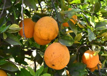 LORETO SERÁ SEDE DEL SEGUNDO FORO DE PESCA DEPORTIVA