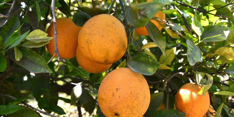 LORETO SERÁ SEDE DEL SEGUNDO FORO DE PESCA DEPORTIVA