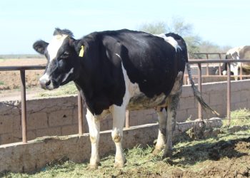 AVANZA BARRIDO DE TUBERCULOSIS EN EL MUNICIPIO DE LOS CABOS