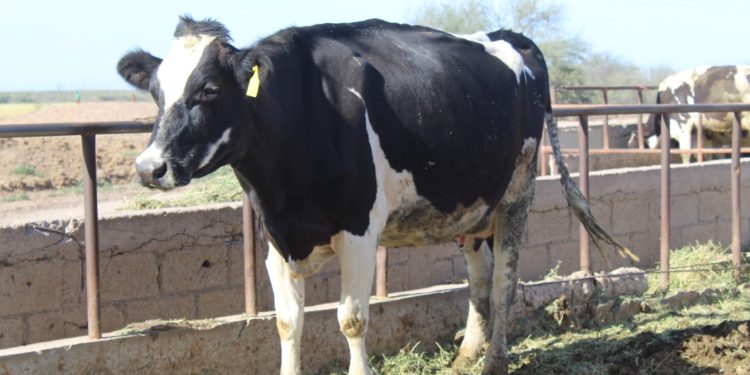 AVANZA BARRIDO DE TUBERCULOSIS EN EL MUNICIPIO DE LOS CABOS