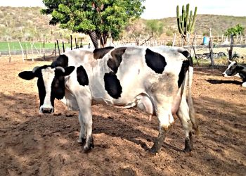 TRABAJA GOBIERNO DEL ESTADO EN ESTRATEGIAS PARA MANTENER LA SANIDAD ANIMAL EN BCS