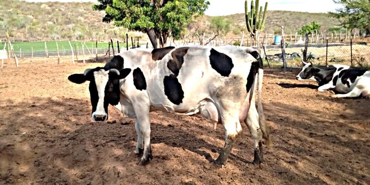 TRABAJA GOBIERNO DEL ESTADO EN ESTRATEGIAS PARA MANTENER LA SANIDAD ANIMAL EN BCS