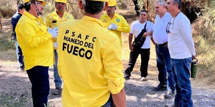 SE HAN RETIRADO MÁS DE 600 HECTÁREAS DE MATERIAL VEGETATIVO PARA PREVENCIÓN DE INCENDIOS FORESTALES EN BCS