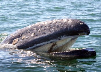 LA BALLENA GRIS: SU MIGRACIÓN Y DIVERSIFICACIÓN EN BAJA CALIFORNIA SUR DURANTE EL INVIERNO