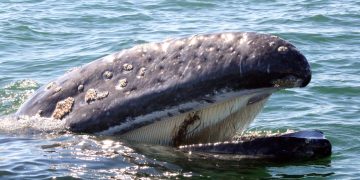 LA BALLENA GRIS: SU MIGRACIÓN Y DIVERSIFICACIÓN EN BAJA CALIFORNIA SUR DURANTE EL INVIERNO