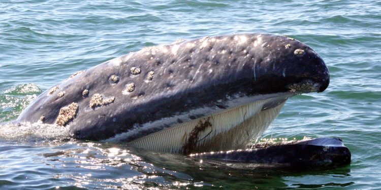 LA BALLENA GRIS: SU MIGRACIÓN Y DIVERSIFICACIÓN EN BAJA CALIFORNIA SUR DURANTE EL INVIERNO
