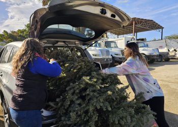 INICIA SERVICIOS PÚBLICOS ACOPIO DE ÁRBOLES NAVIDEÑOS PARA TRANSFORMARLOS EN COMPOSTA