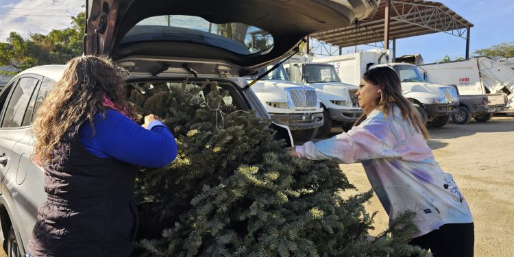 INICIA SERVICIOS PÚBLICOS ACOPIO DE ÁRBOLES NAVIDEÑOS PARA TRANSFORMARLOS EN COMPOSTA