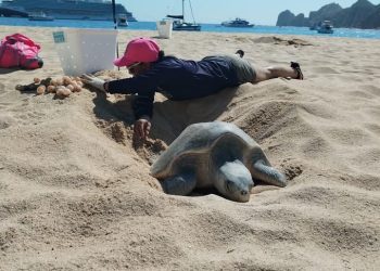 INSTALAN COMITÉ MUNICIPAL RED PARA LA PROTECCIÓN DE LA TORTUGA MARINA EN LOS CABOS