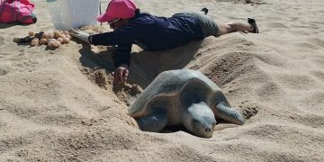 INSTALAN COMITÉ MUNICIPAL RED PARA LA PROTECCIÓN DE LA TORTUGA MARINA EN LOS CABOS